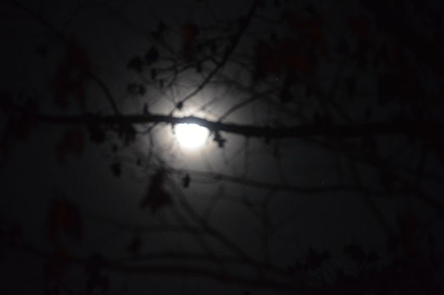 Trees blocking full moon