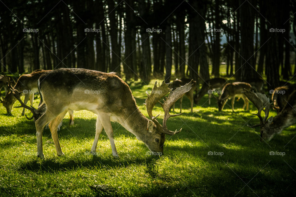 A beautiful deer in the park. Richmond park in London. Sweet animal portrait.