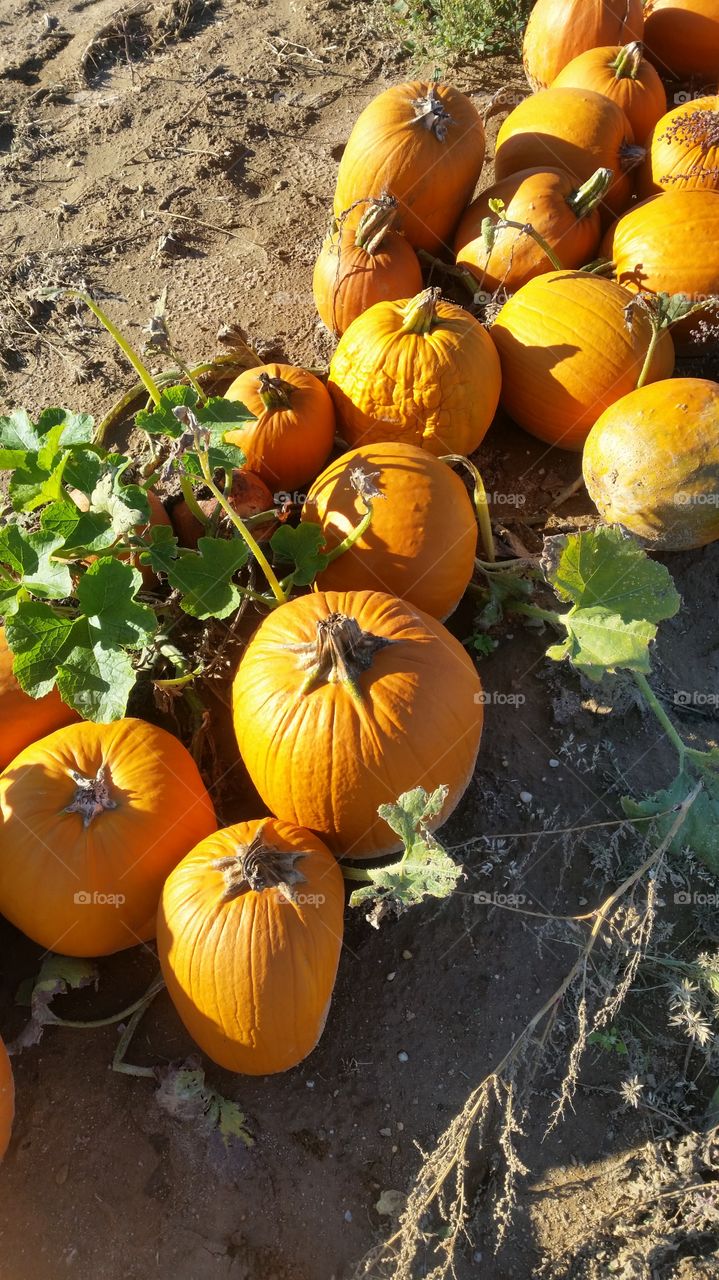 View of pumpkin farm