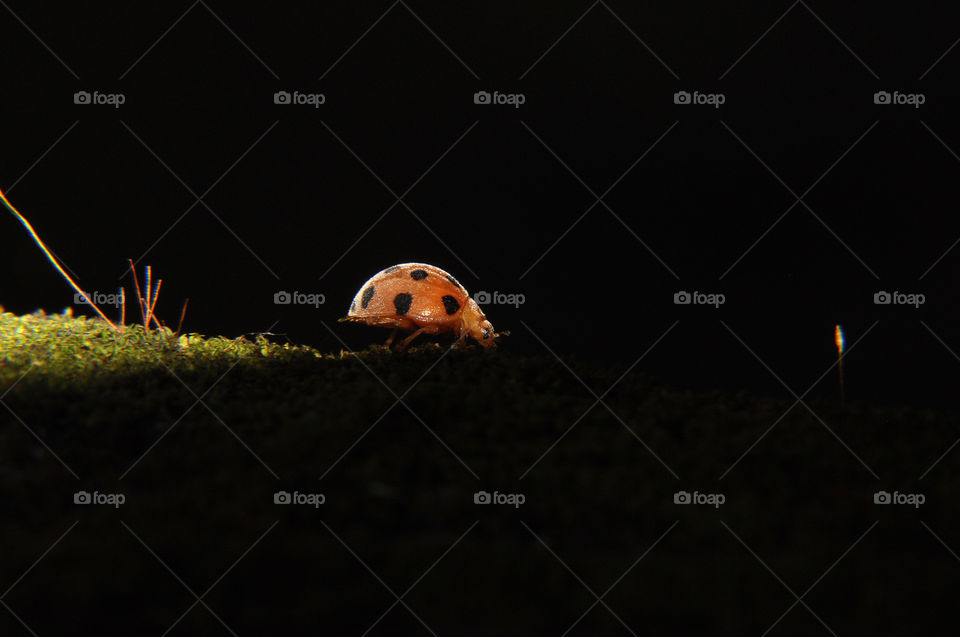 Ladybug