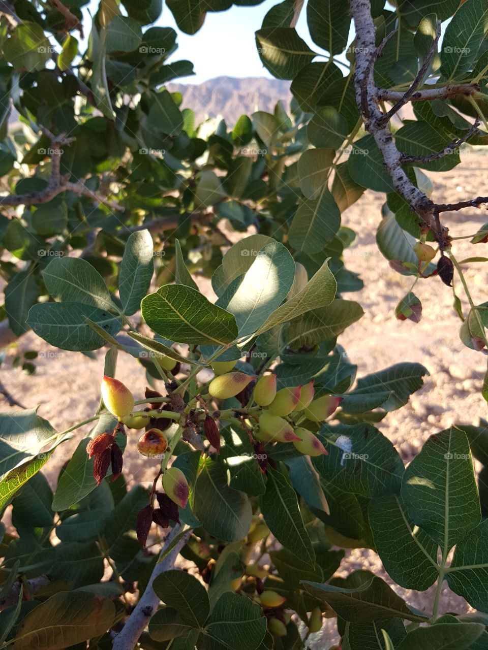 pistachios Tunisia