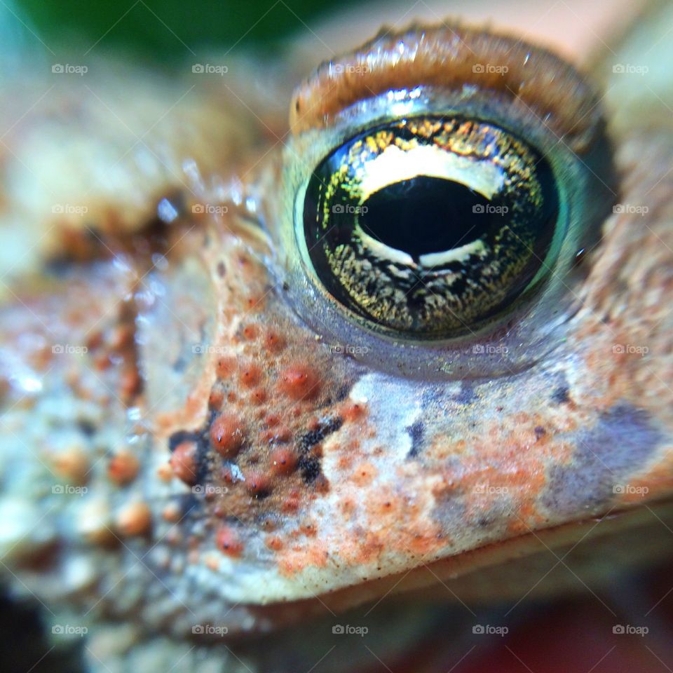Eye of Toad. Close up of a road our daughter caught in the back yard. 