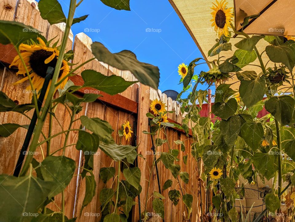 Sunflower Retreat