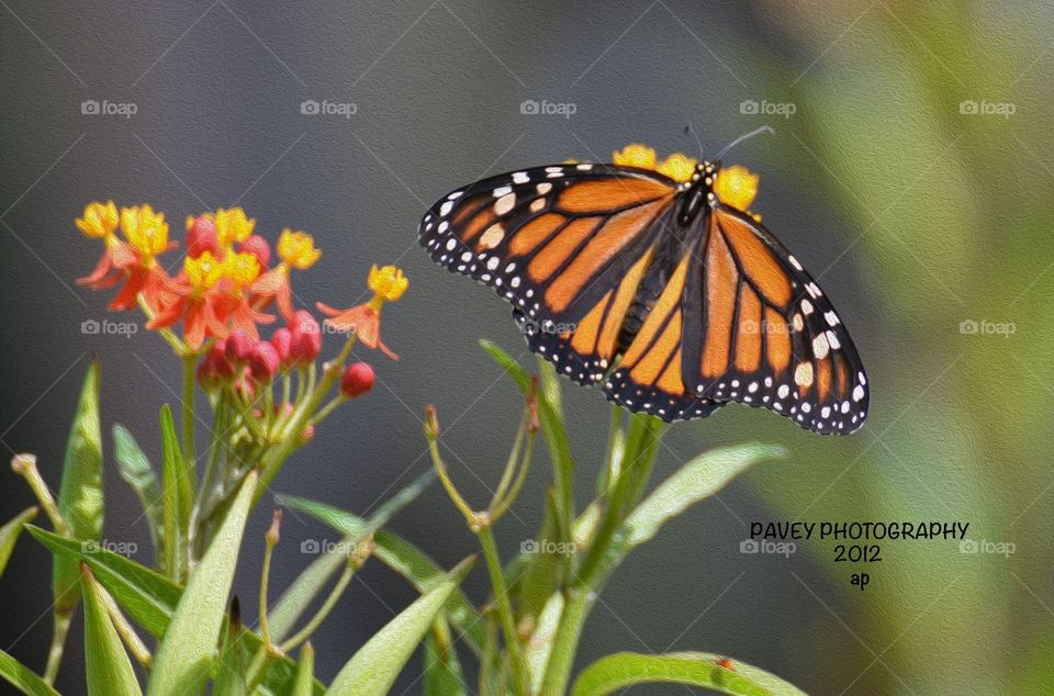 Butterfly in Cincinnati 