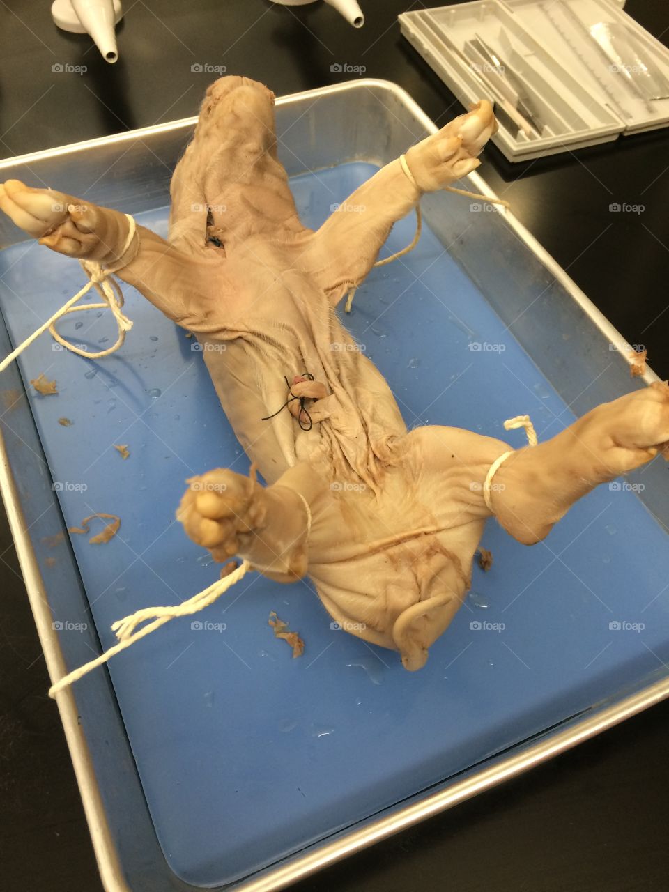 We dissected a feral pig 