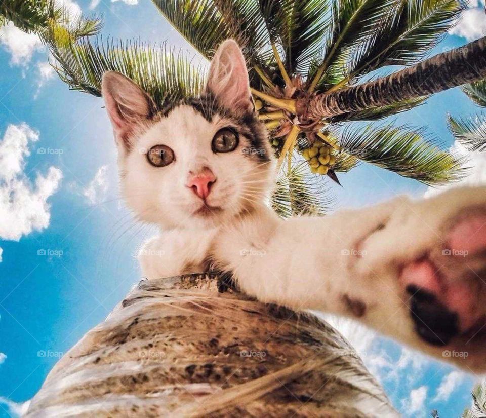 cat selfie ❤❤❤