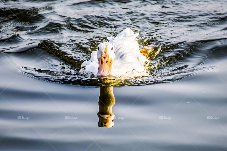 White duck and it’s reflection 