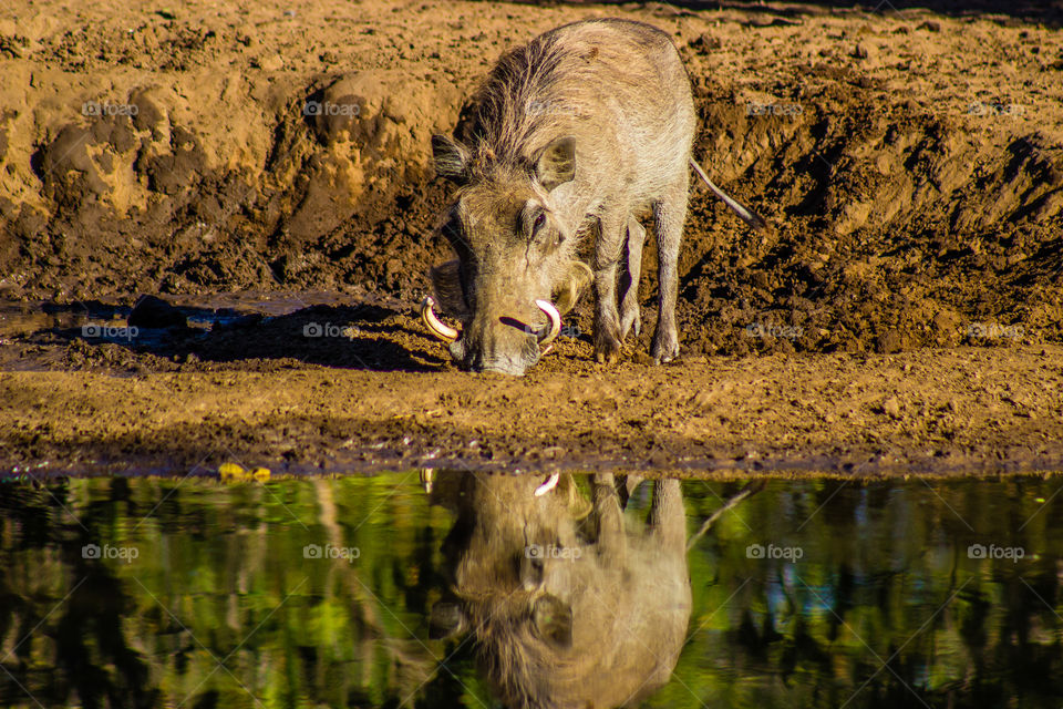 Wild boar with reflection in the water