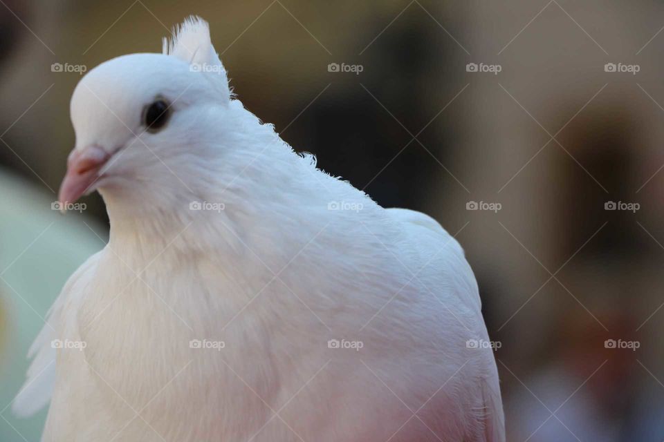 dove, bird,white, windy,fly,