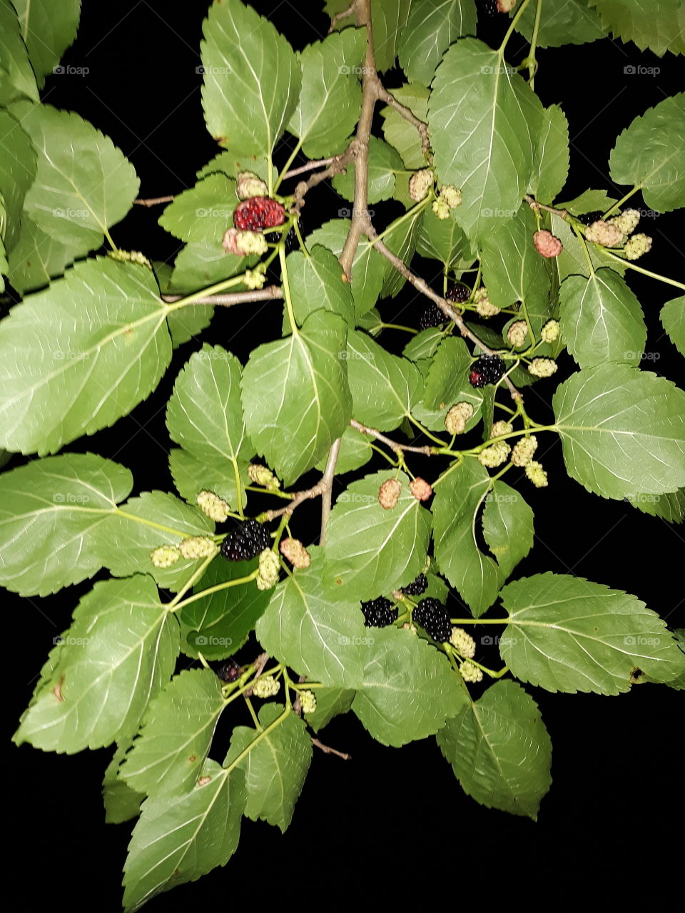 Delicious Mulberries