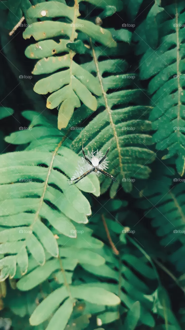 nature