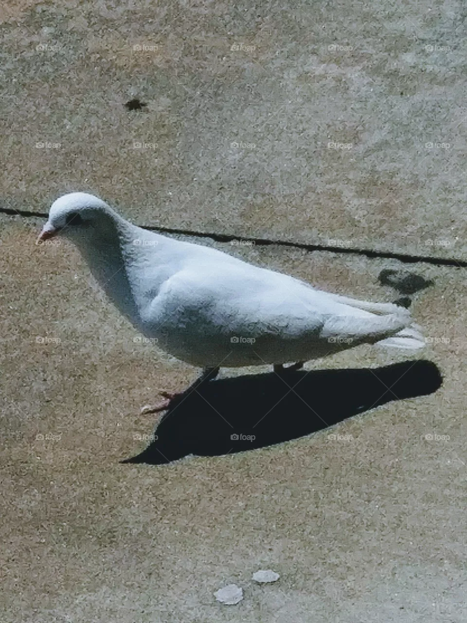 bird
