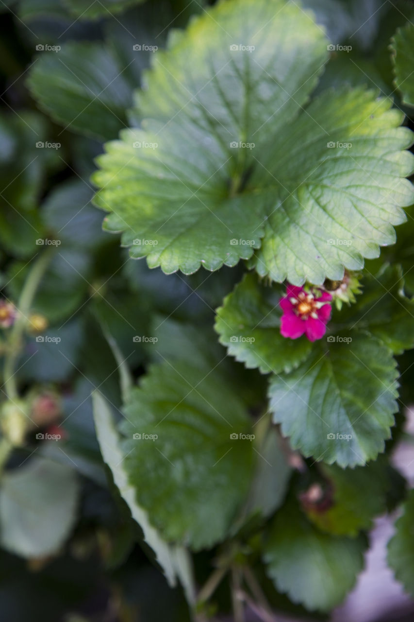 Strawberry plant. Strawberry plant