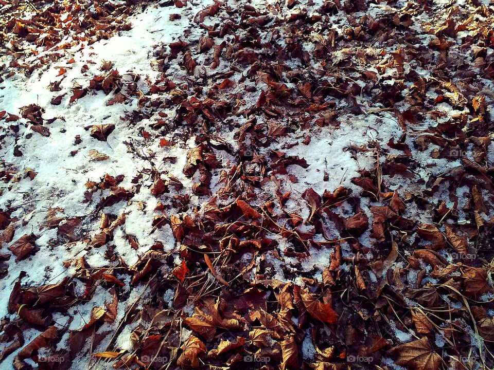 autumn leaves and snow