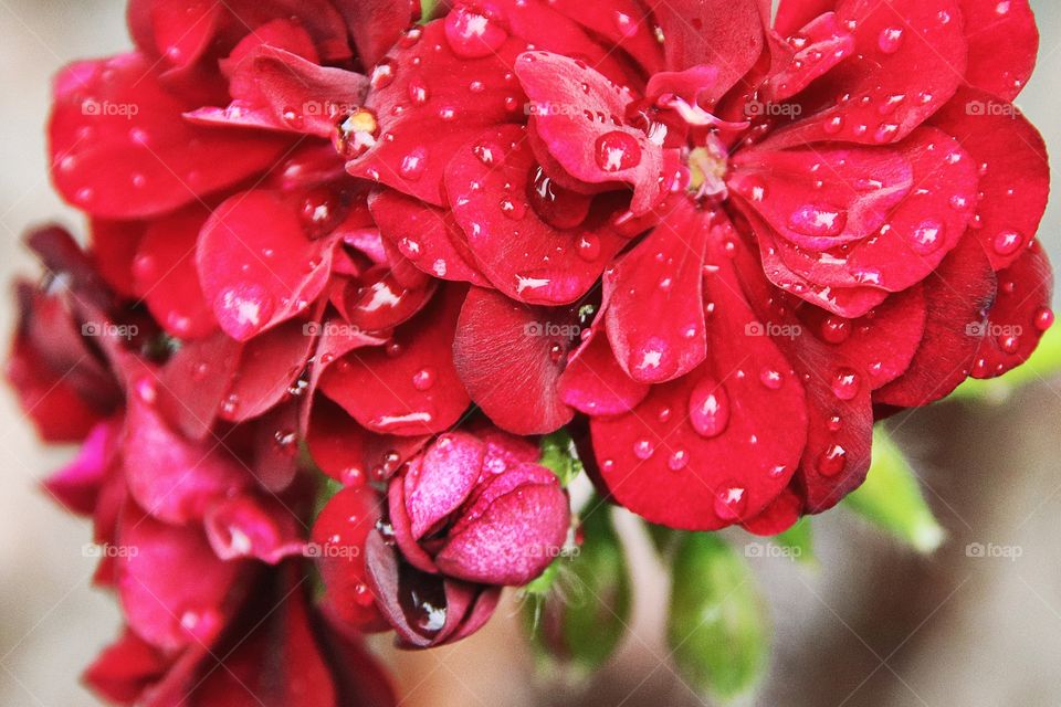 Small flowers after thunderstorm 