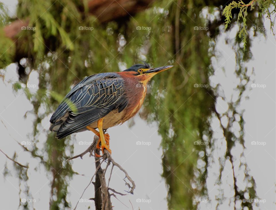 bird sitting in a tree hunting a fish.