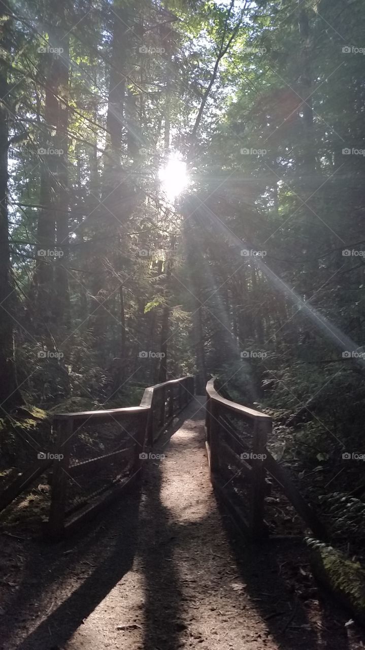 Illuminated path, Tod Inlet Trail, Victoria, BC, Canada 🍁