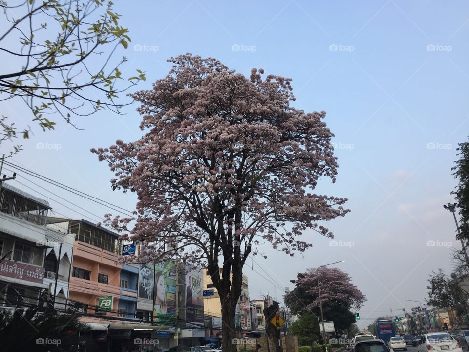 The tree in city 