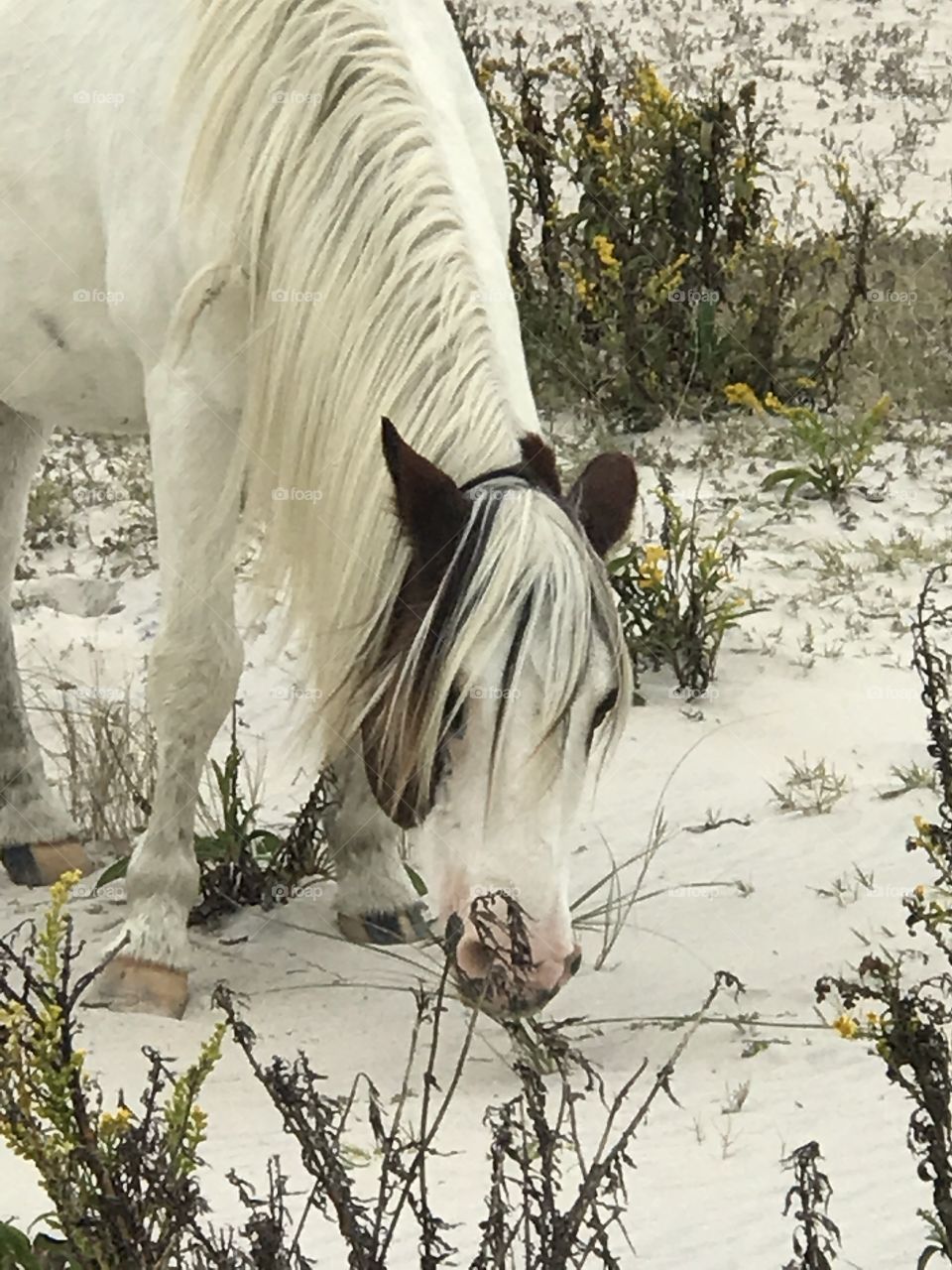 Assateague Island National Seashore 