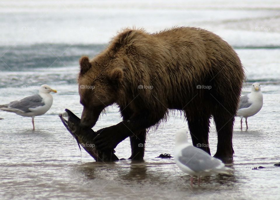 Grizzly with freshly caught salmon