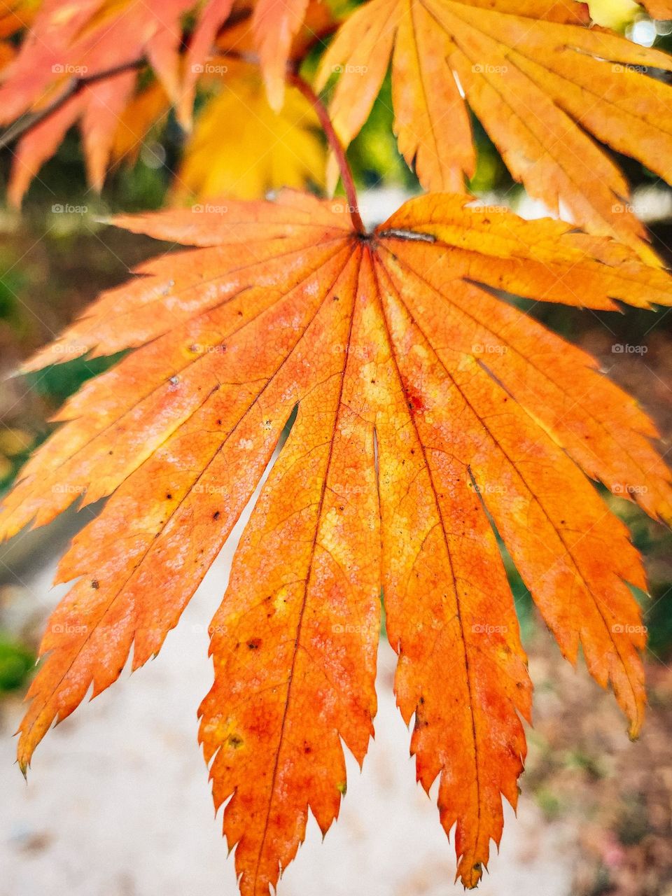 autumn leaf