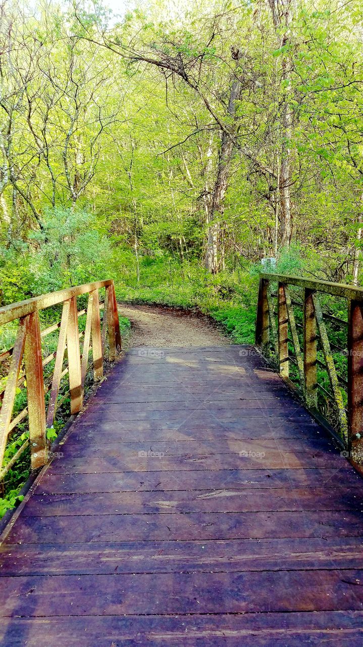 Minnesota forest bridge at sunrise