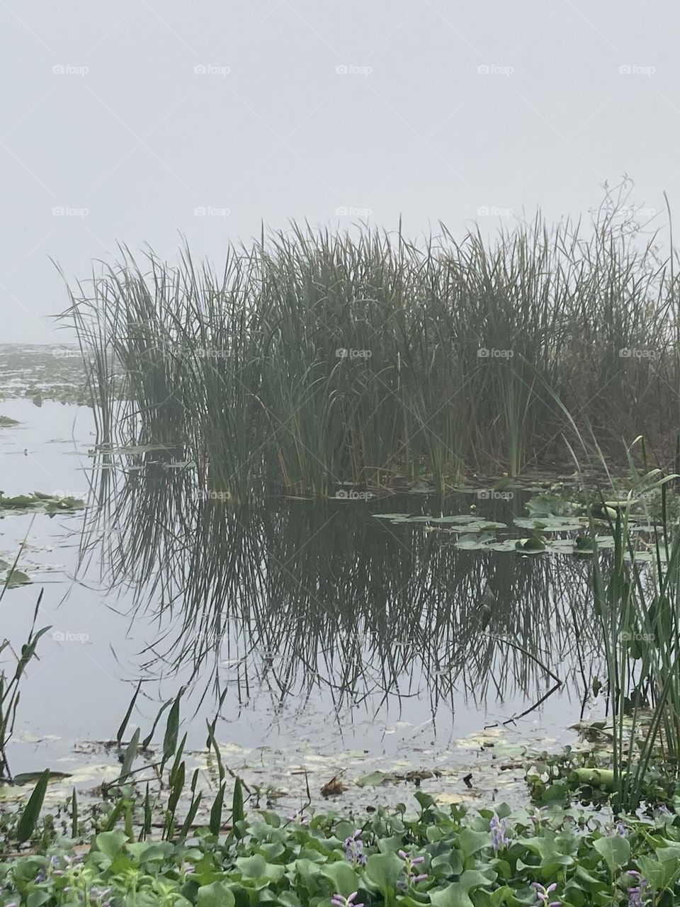Foggy marsh
