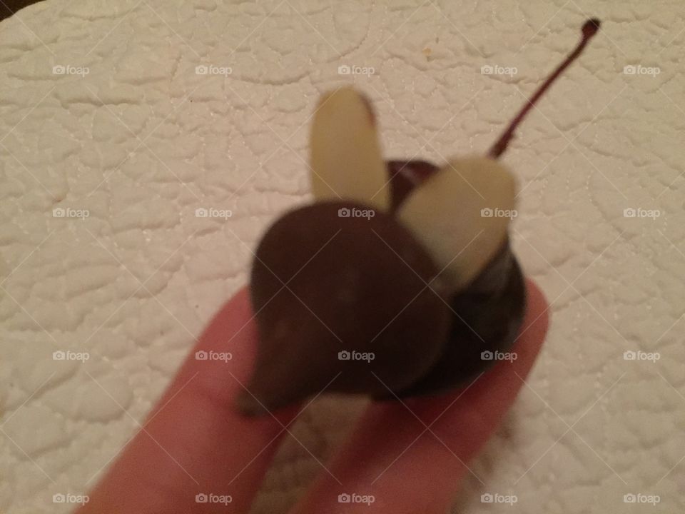 Tiny chocolate dessert that looks a lot like a little mouse