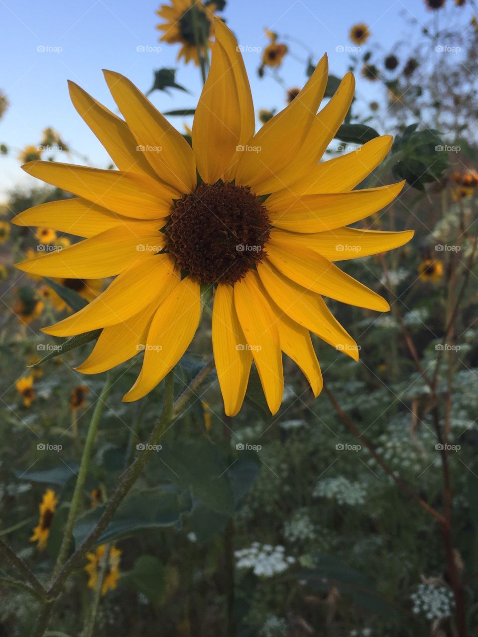 sunflower glow 