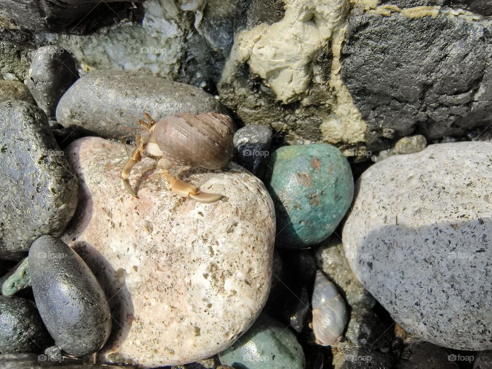 Hermit crab on a rock in the sea, closeup of photo