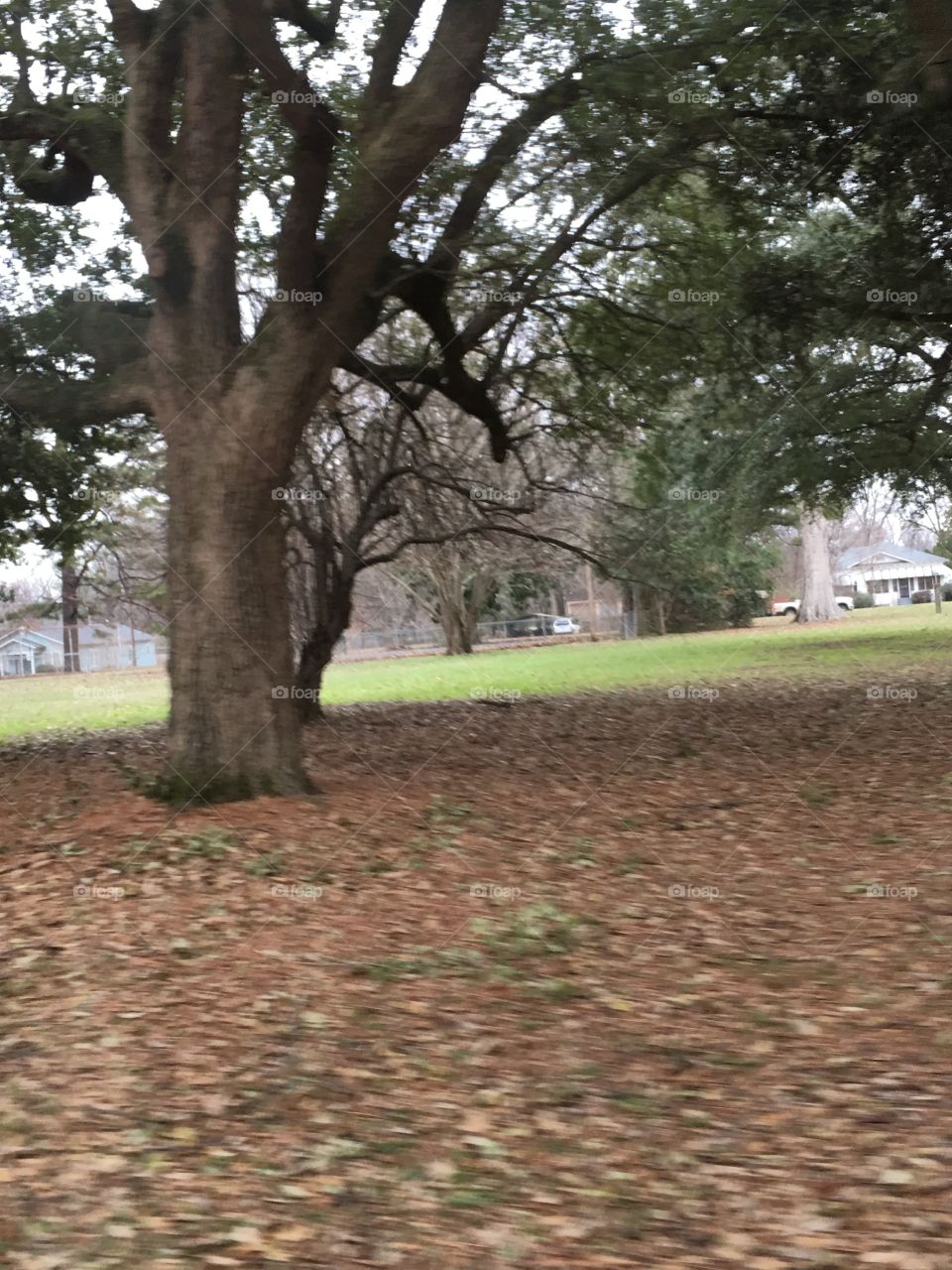 Tree, No Person, Outdoors, Park, Grass