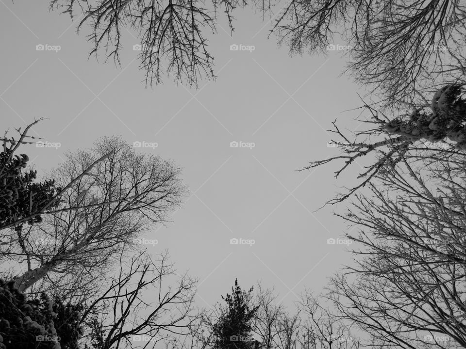 monochrome treetops