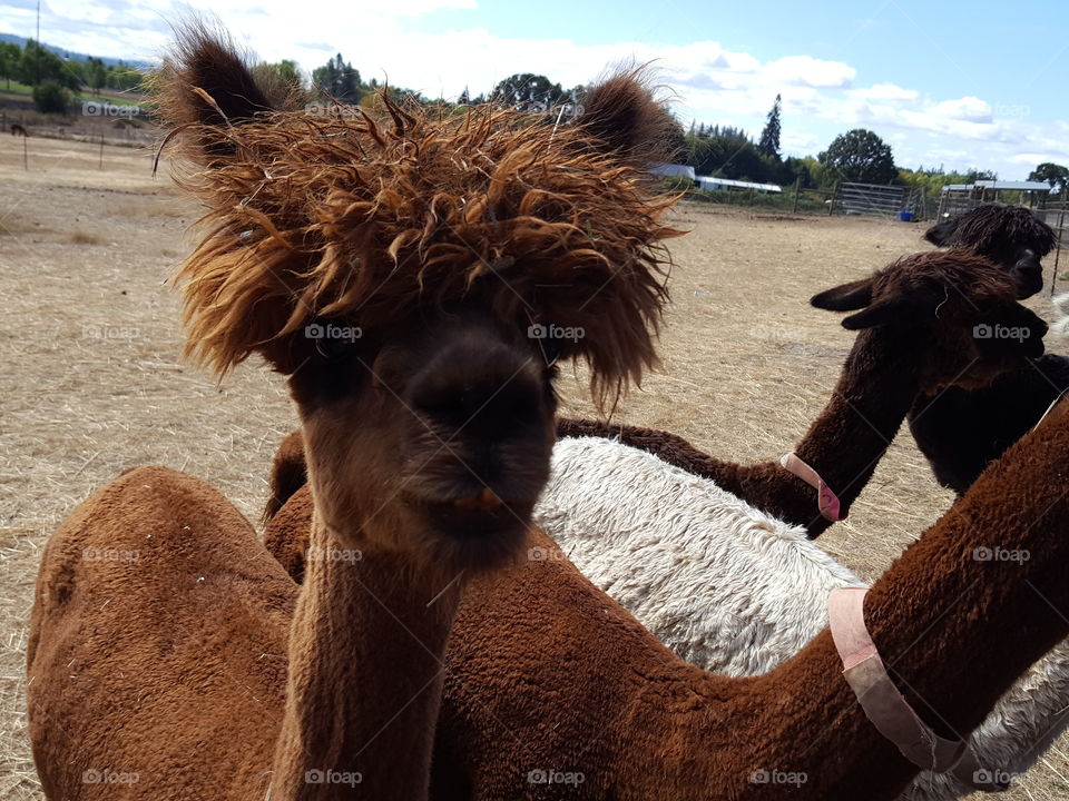 Portait of alpacas on field