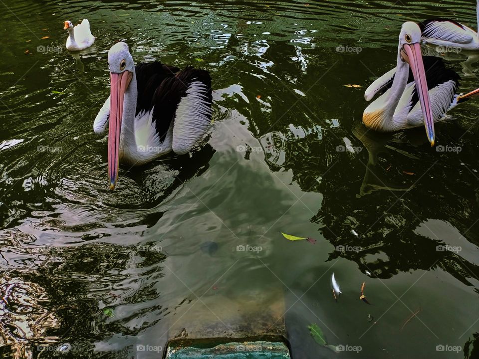 The great white pelican (Pelecanus onocrotalus) aka the eastern white pelican, rosy pelican or white pelican. A group of pelicans finding and waiting for food from visitors in the zoo.