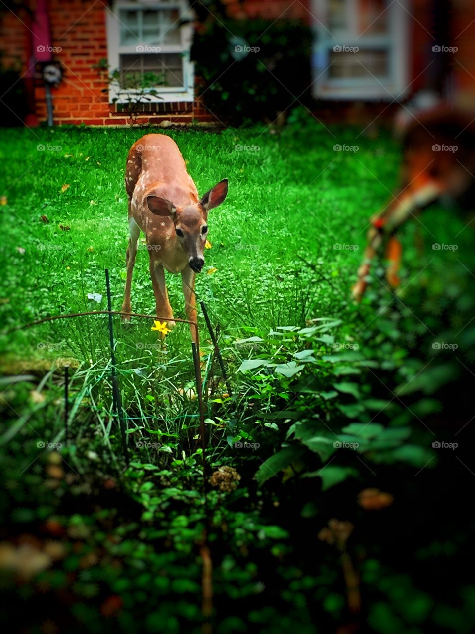 Baby deer foraging around a garden of lush green plants and green grass 