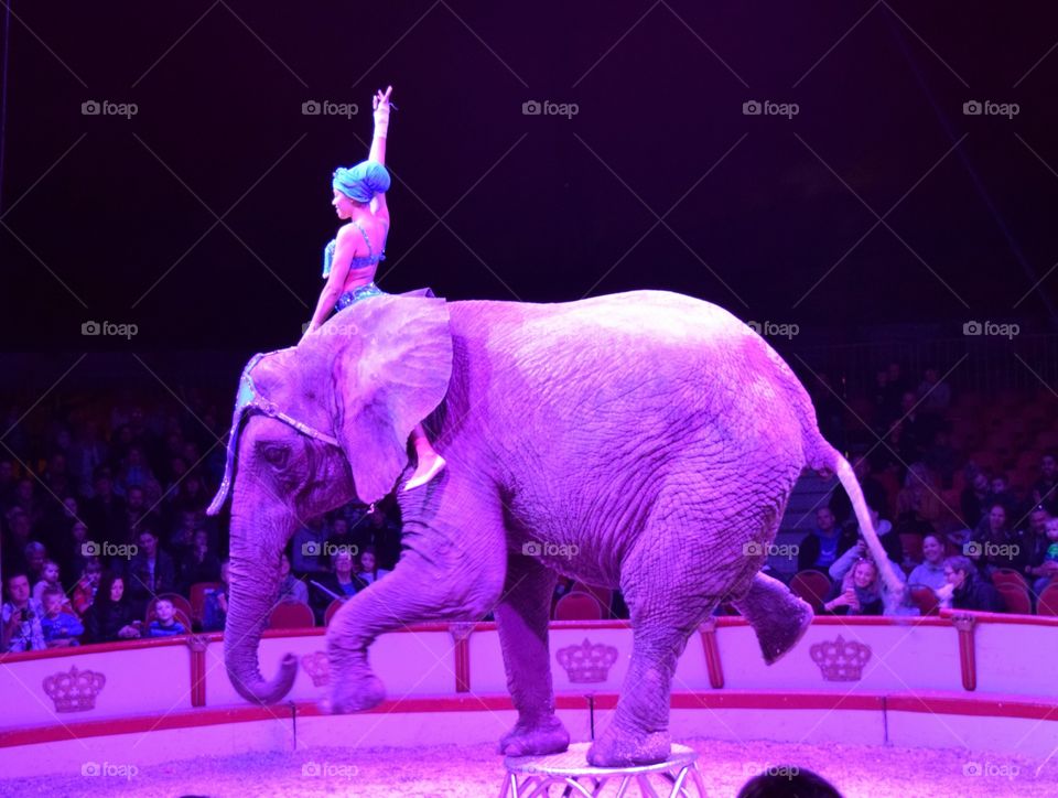 Elephant Show At The Circus