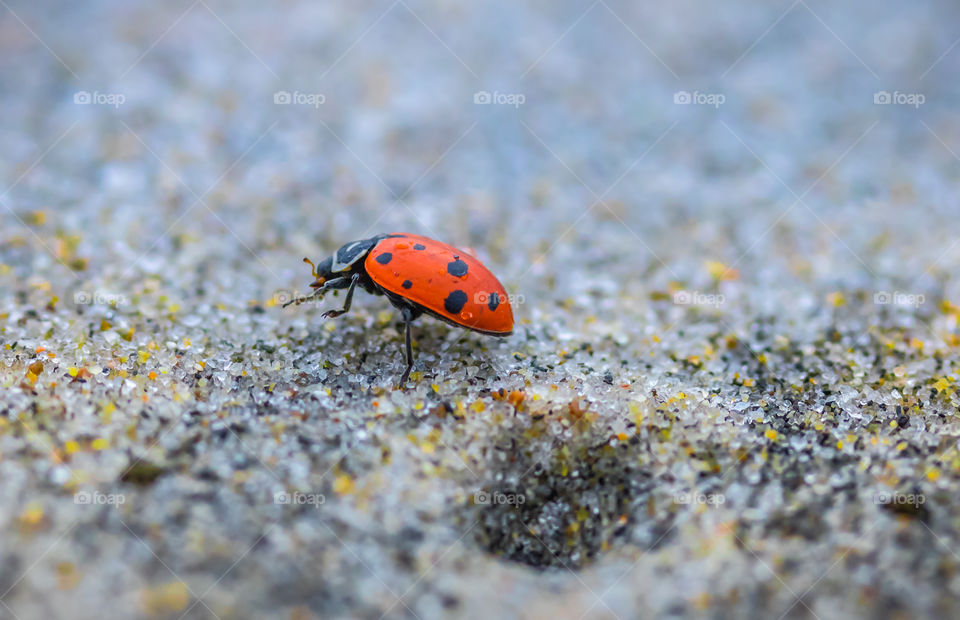 Close-up of ladybird