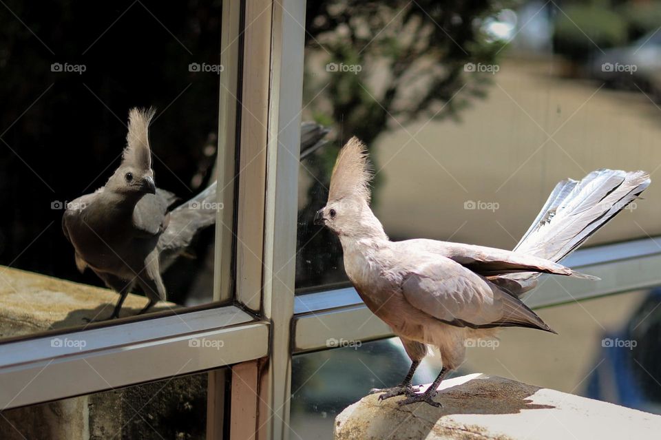 Bird Reflects