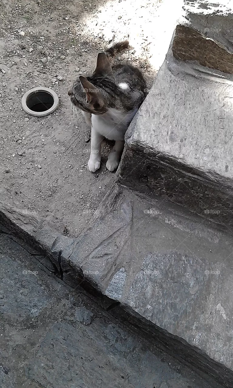 cat
