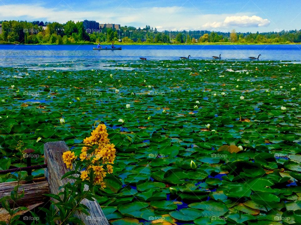 High angle view of water lily