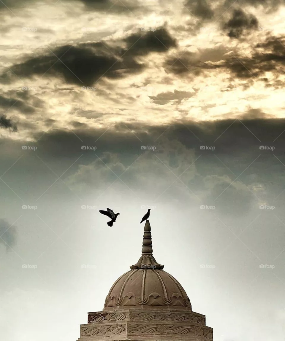 roof with bird