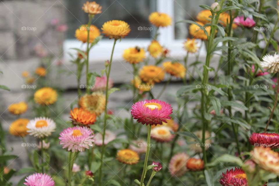 Colorful flowers