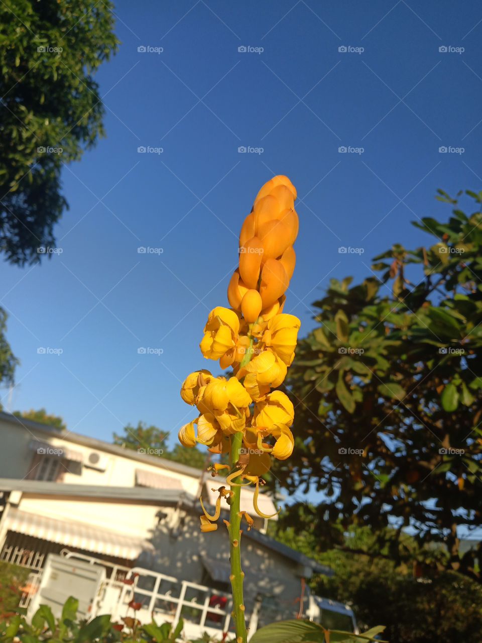 bloom of King of the Forest