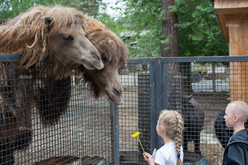 feeding camels . kids feed camels at a zoo