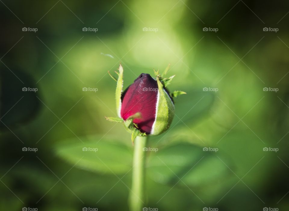 Rosebud