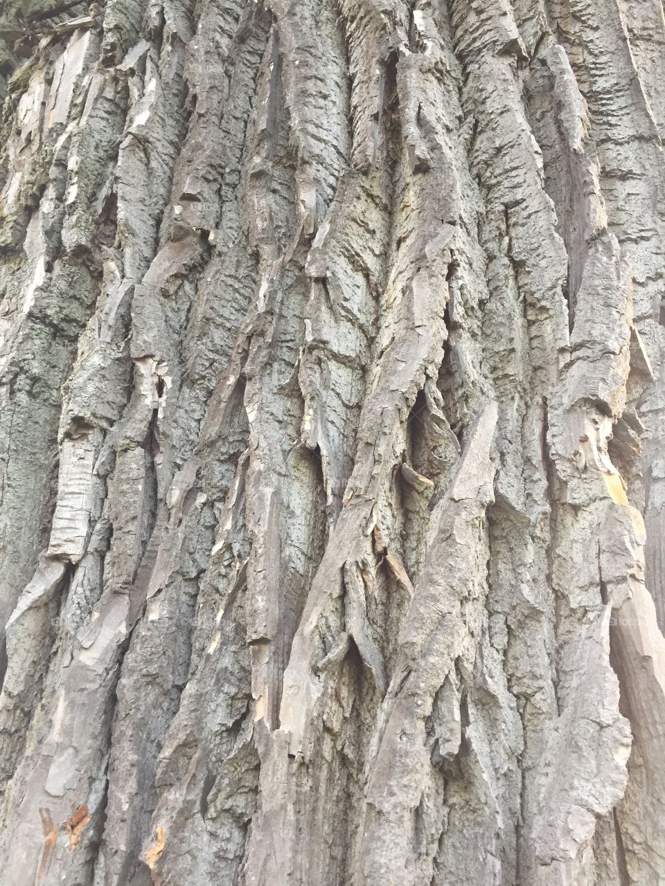 Creative textures 
Tree bark