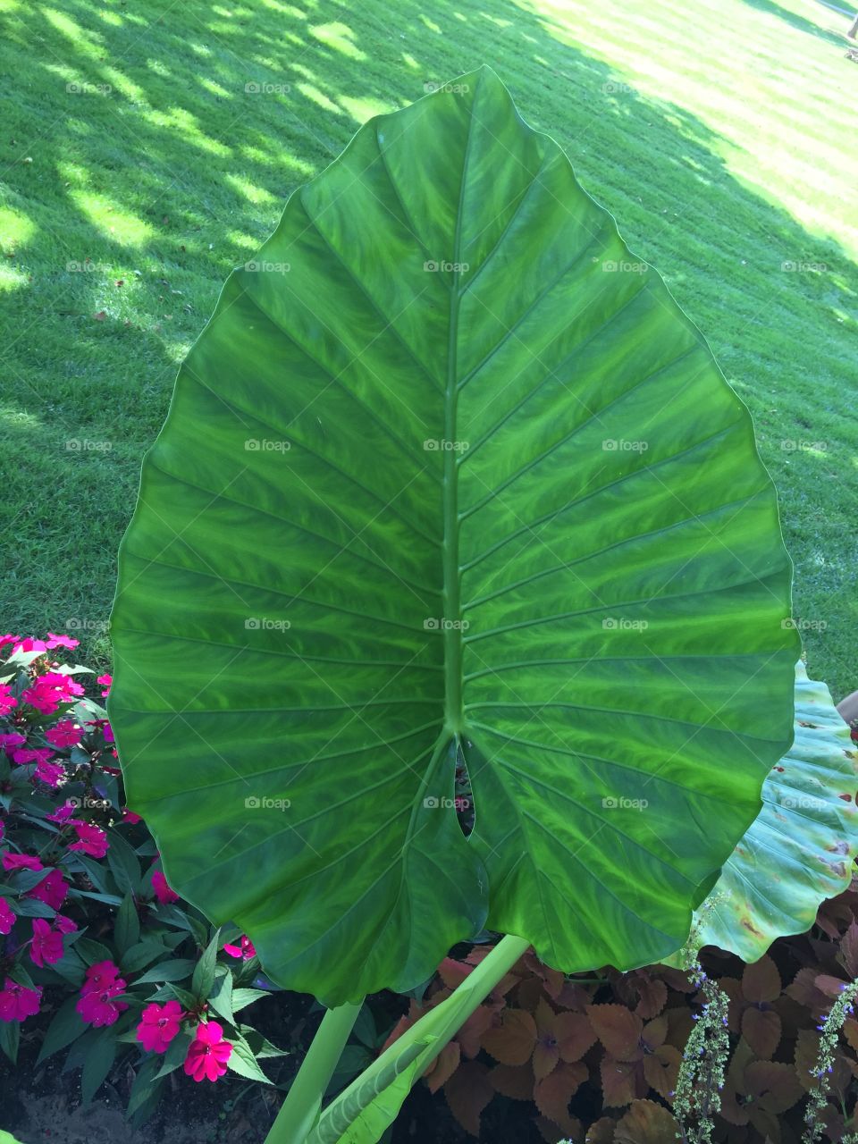 Botanical garden Toledo green large leaf