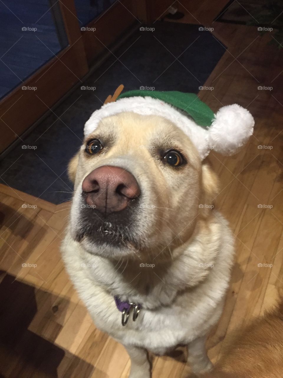 Sadie begging to fly the sleigh 