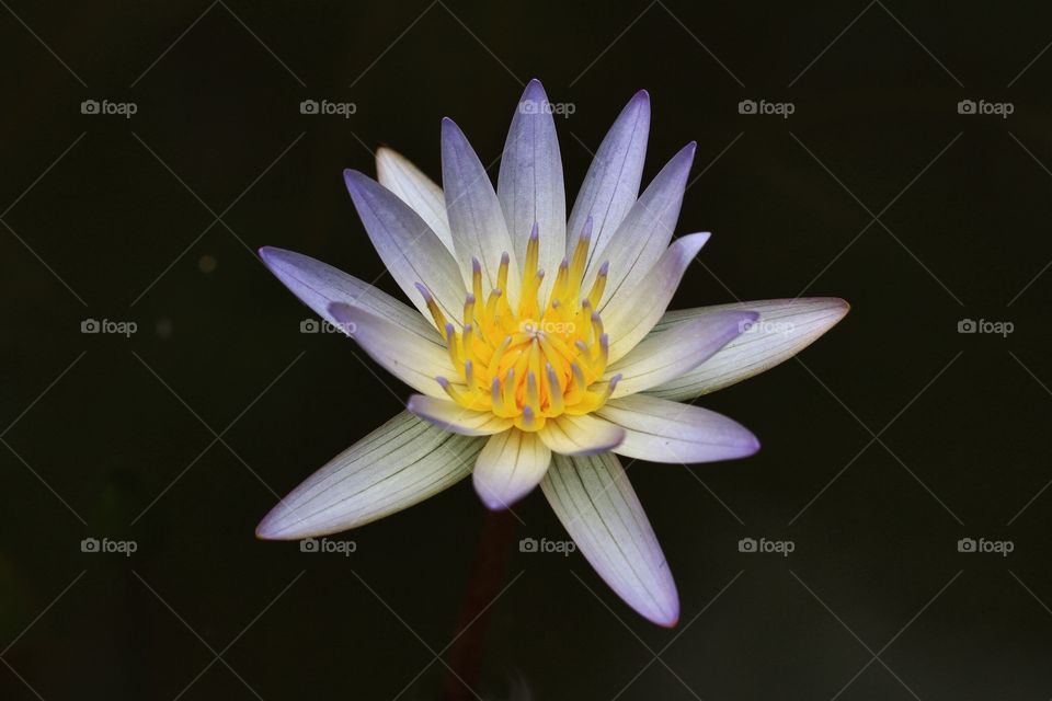 lotus flower 