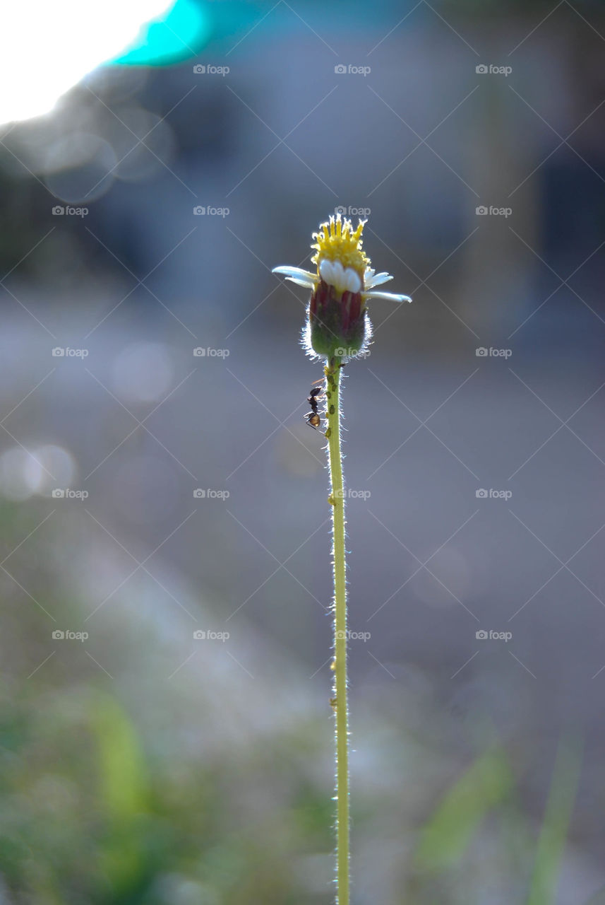 flower ant bokeh by kaprillyon